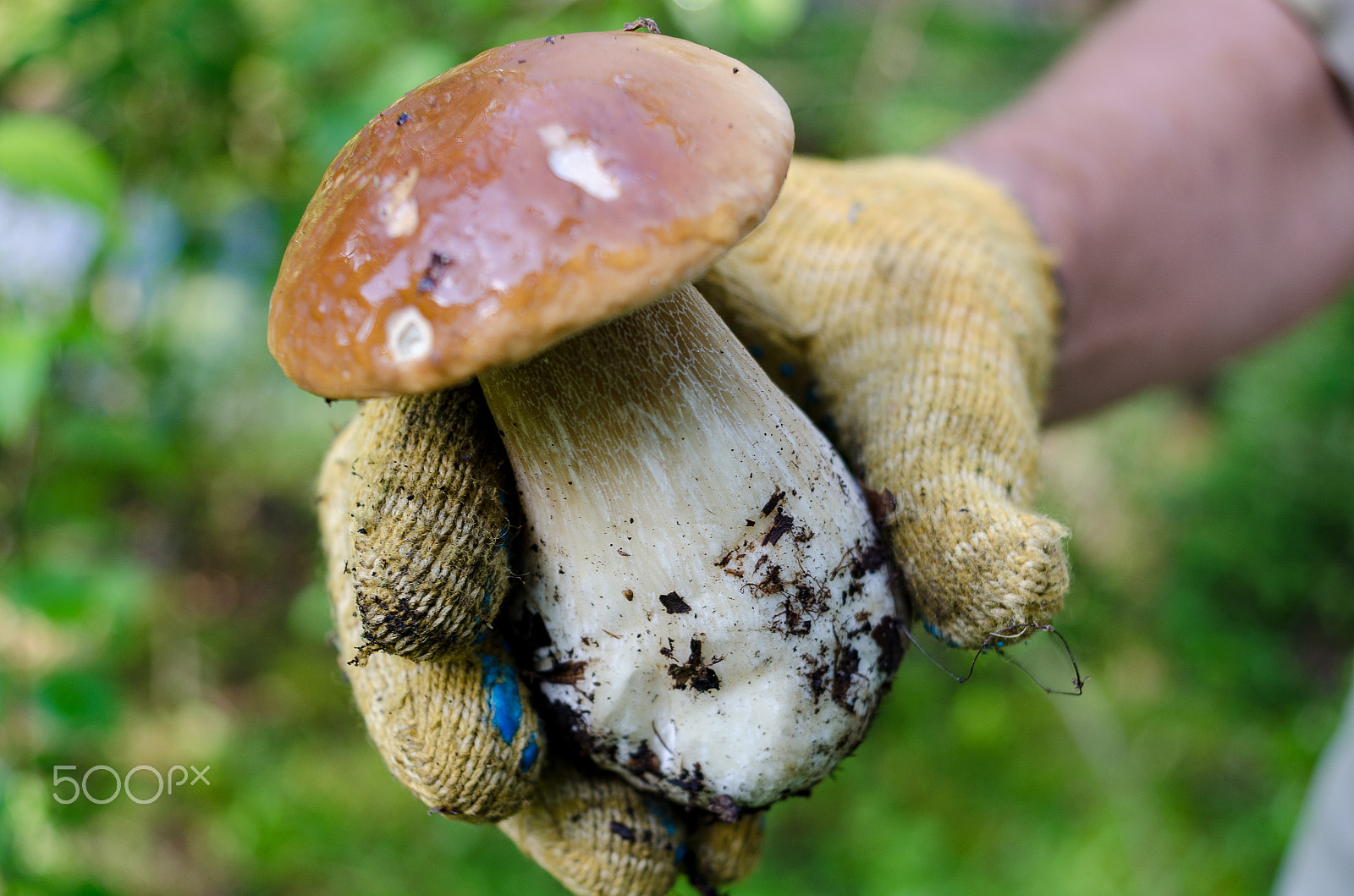 Nikon D7000 + AF Nikkor 28mm f/2.8 sample photo. White mushroom in hand photography