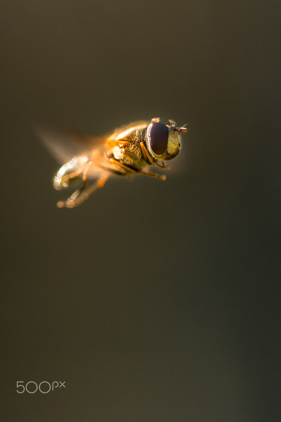 Canon EOS 70D + Sigma 105mm F2.8 EX DG Macro sample photo. Hoverfly photography