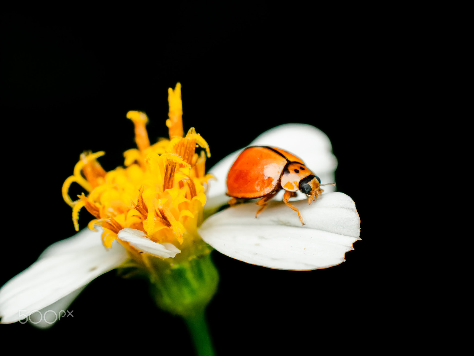 Canon EOS 1000D (EOS Digital Rebel XS / EOS Kiss F) sample photo. Ladybug photography