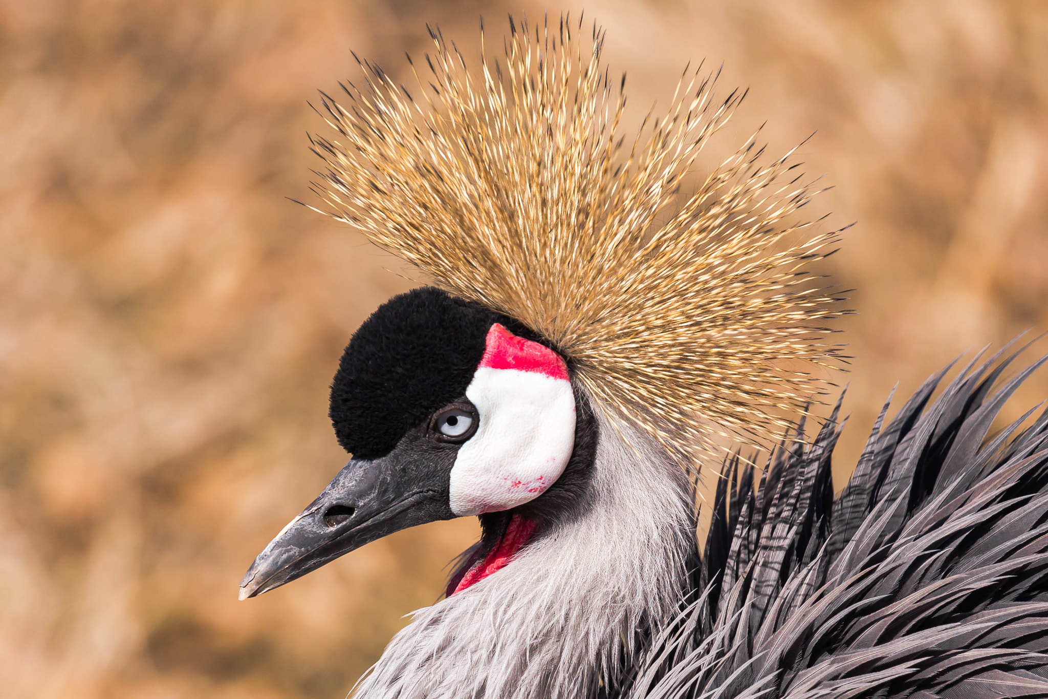 Canon EOS 6D + Canon EF 100-400mm F4.5-5.6L IS II USM sample photo. African crown crane photography