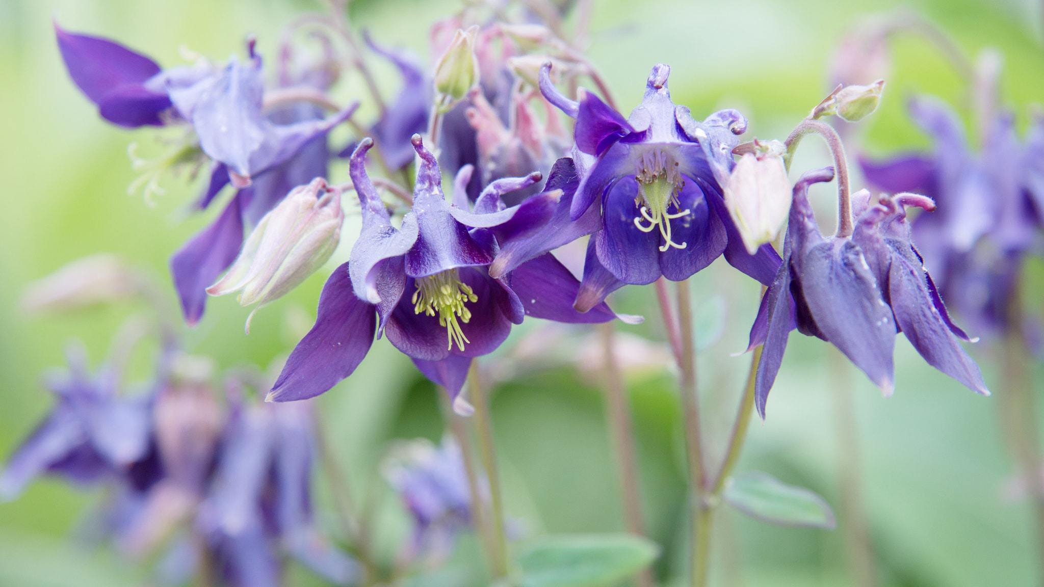 Canon EF-S 17-85mm F4-5.6 IS USM sample photo. Aquilegia photography