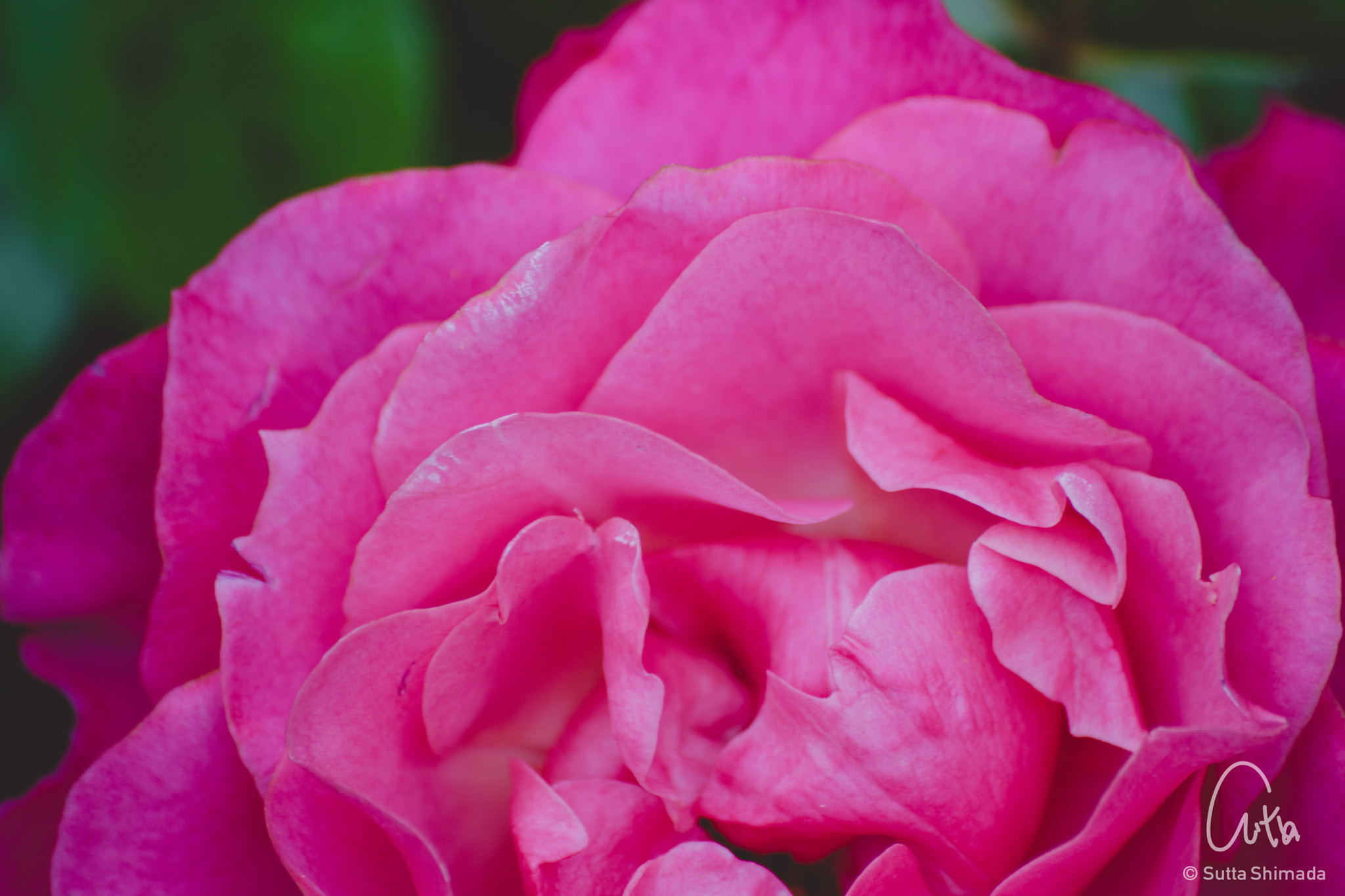 Canon EOS M3 sample photo. Rose photography