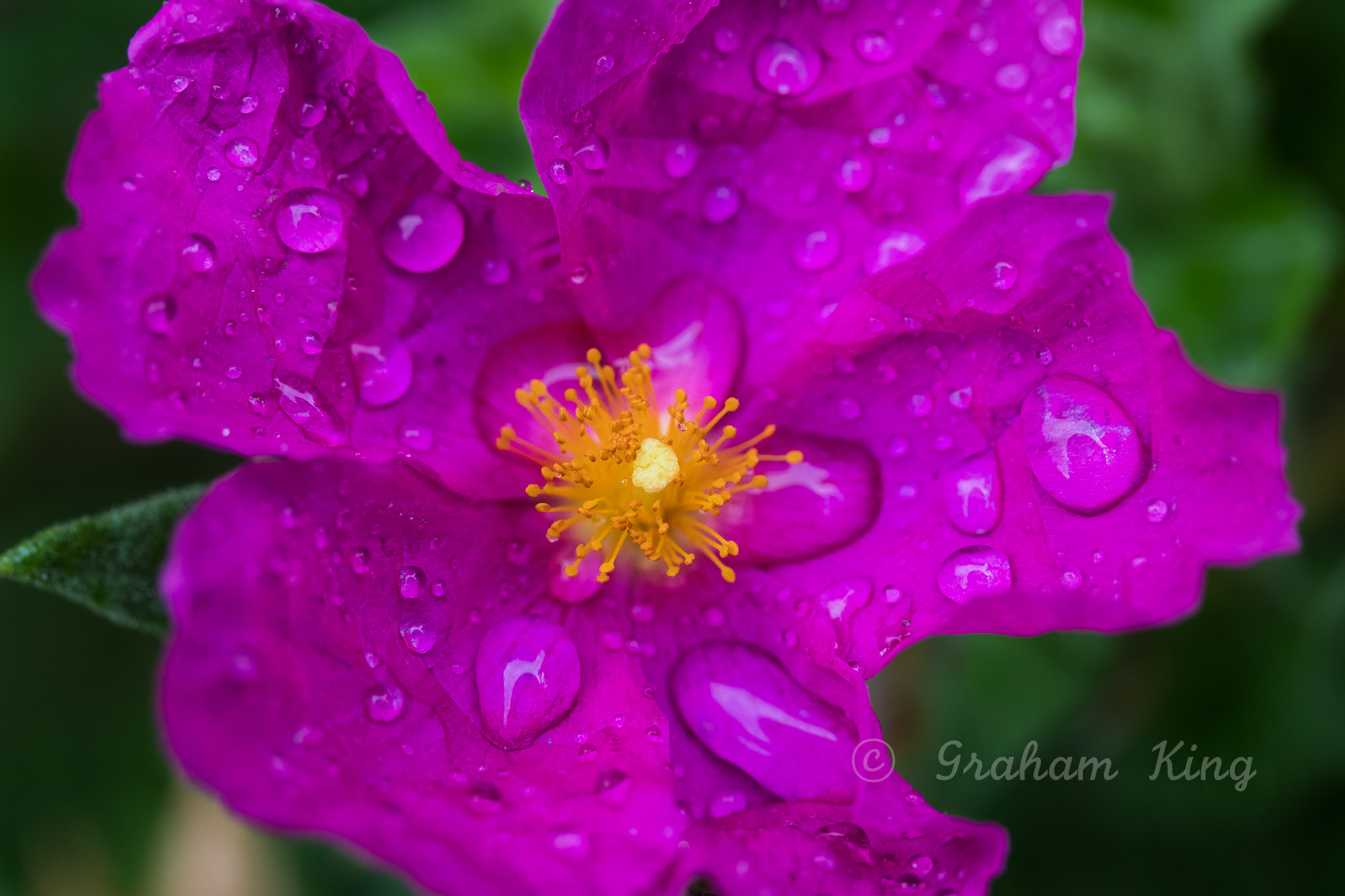 Canon EF-S 60mm F2.8 Macro USM sample photo. Raindrops on cistus photography