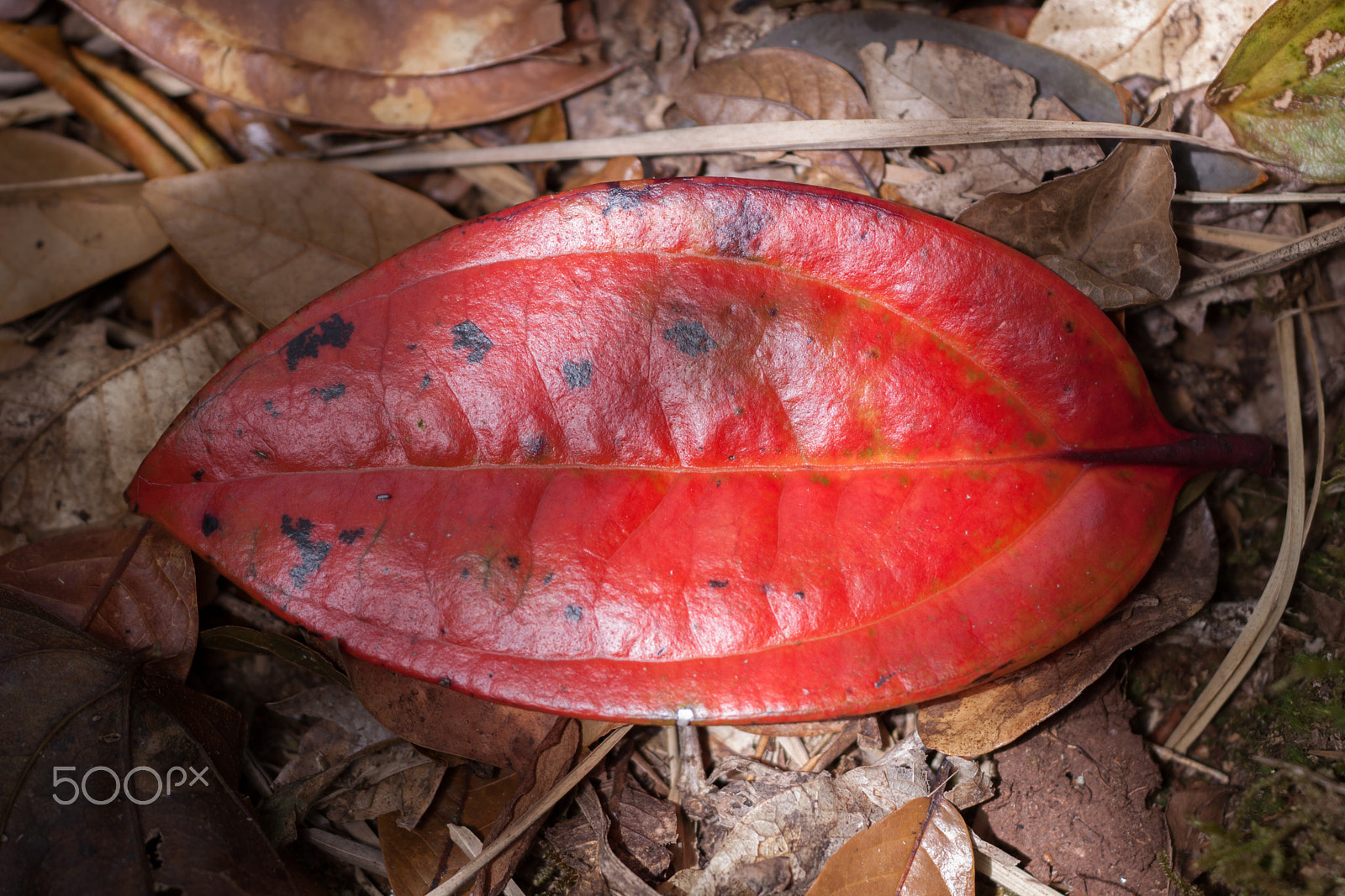 Sigma APO Macro 150mm f/2.8 EX DG HSM sample photo. Just s red leaf. photography