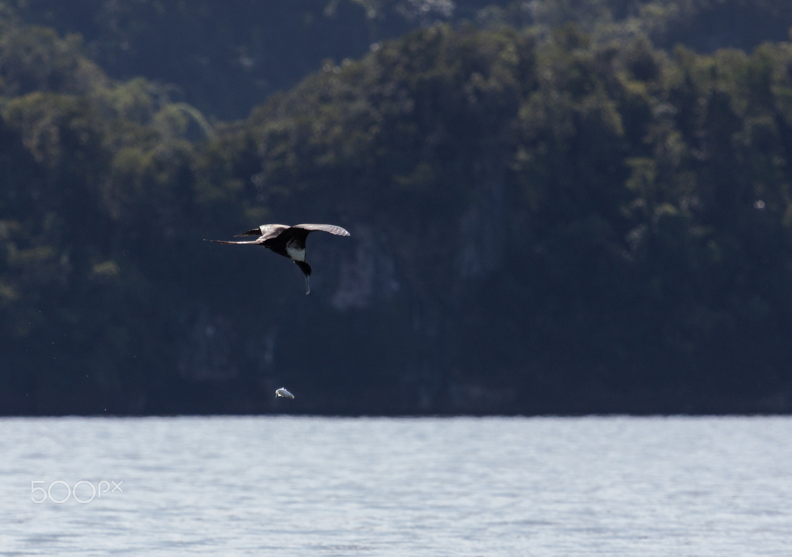 Canon EF 100-400mm F4.5-5.6L IS USM sample photo. Frigate-bird photography