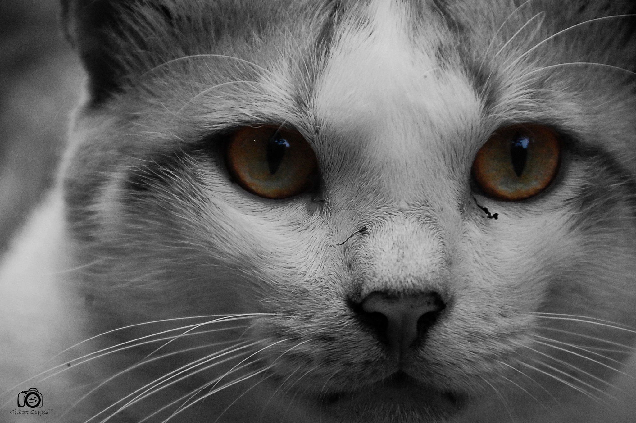 Nikon D40 sample photo. Eyes photography