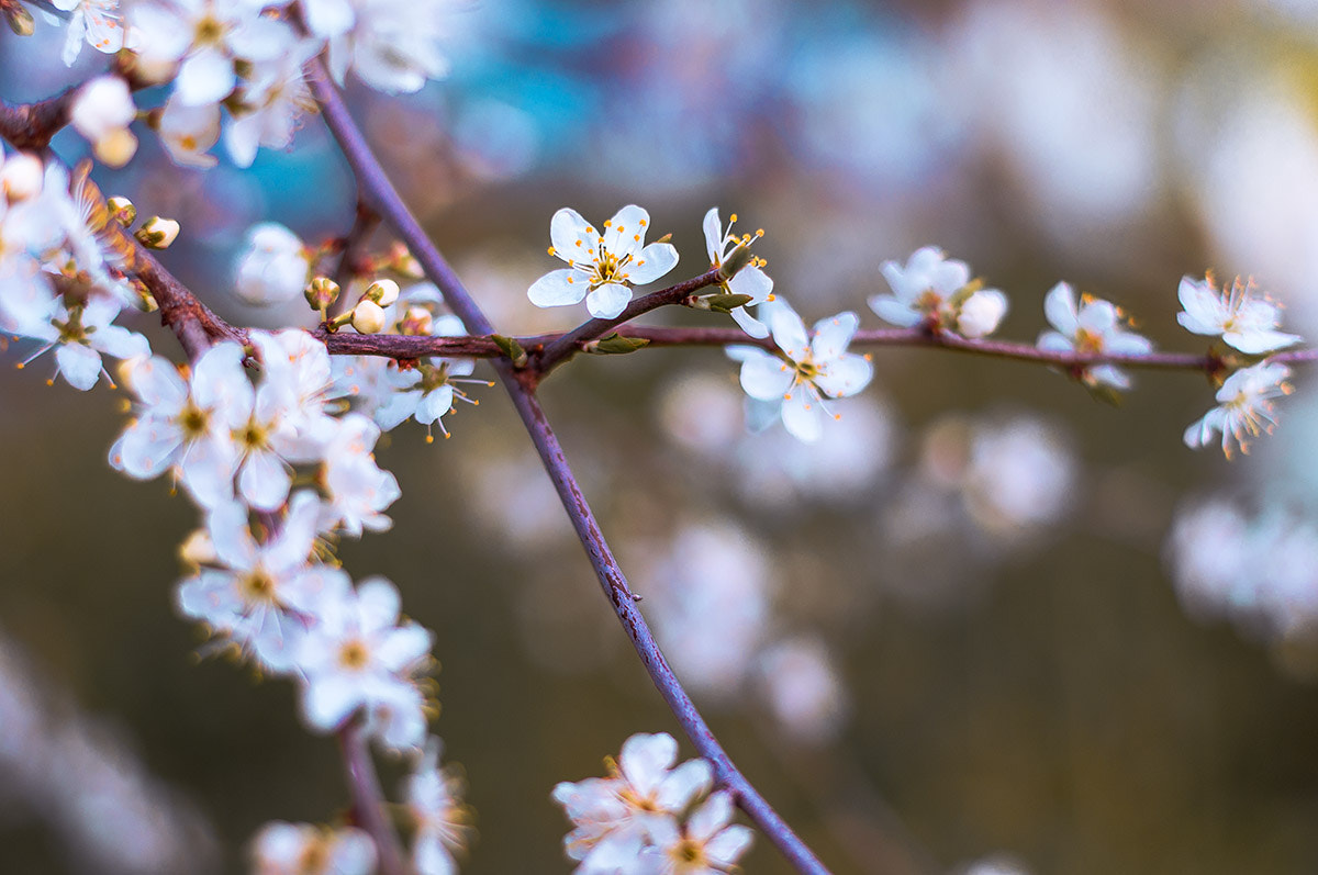 Pentax K-r + Pentax smc DA 50mm F1.8 sample photo. Spring blossoms photography