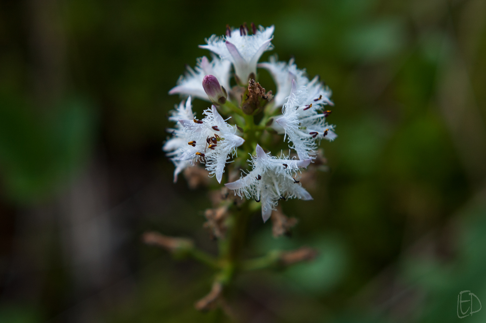 Nikon D70s + Nikon AF Nikkor 50mm F1.8D sample photo. Menyanthes photography