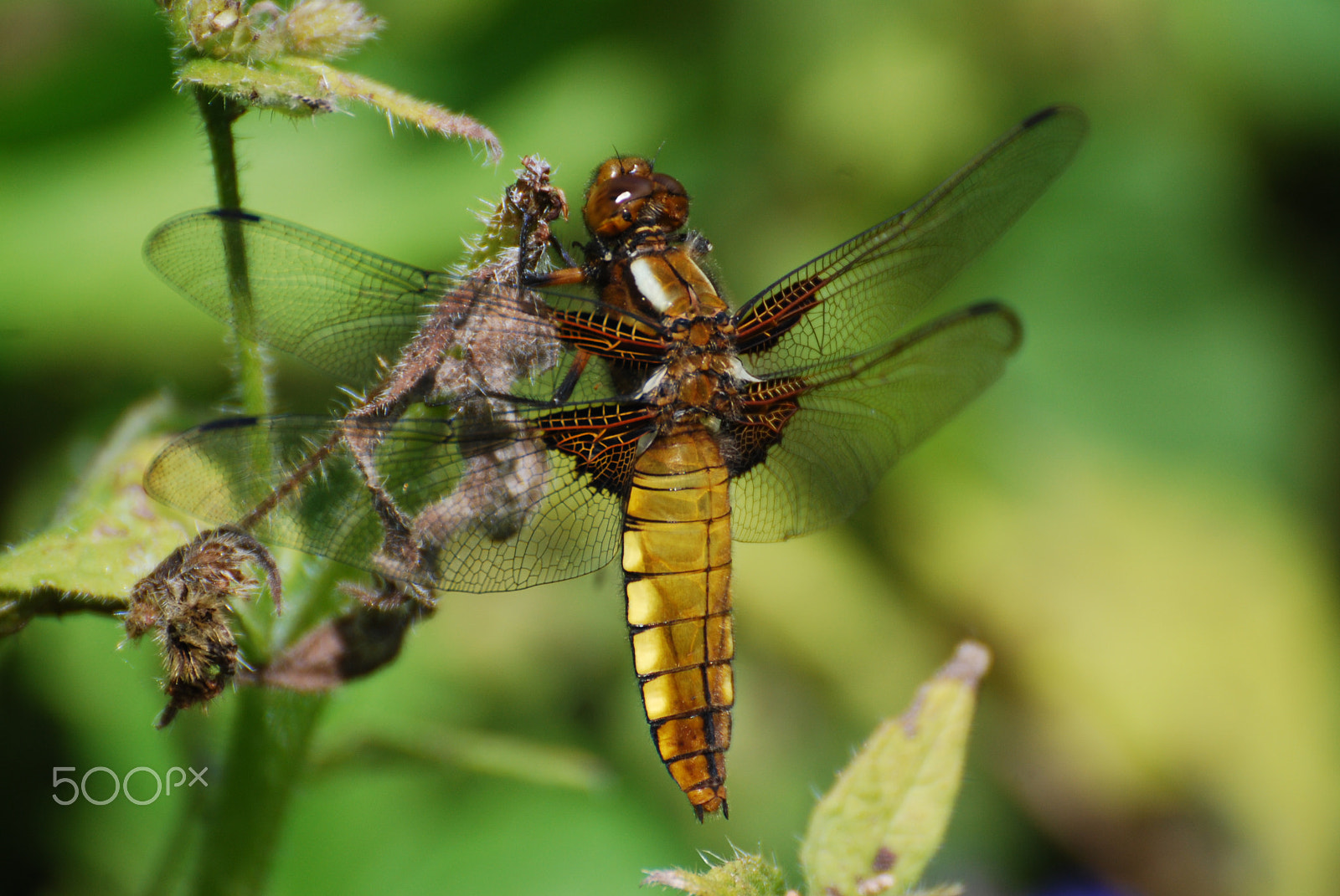 Nikon D40X sample photo. Wonder bug photography