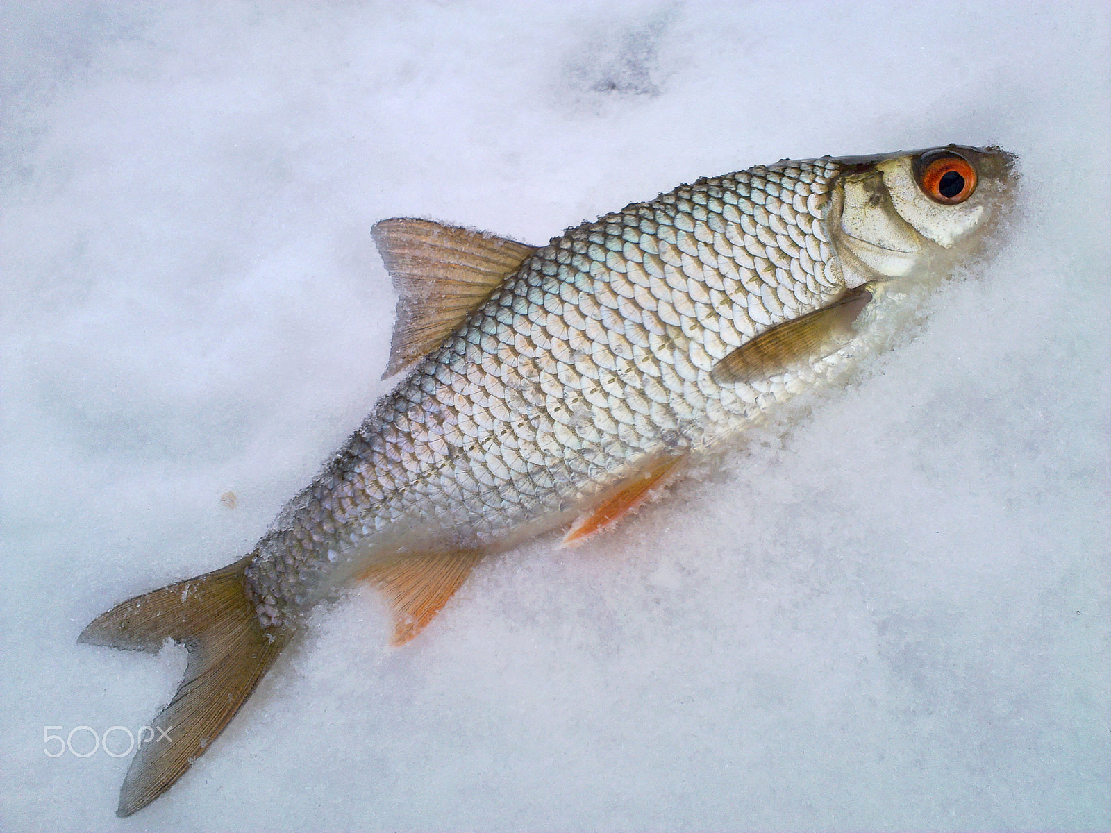 Nokia N86 8MP sample photo. Roach on the ice photography