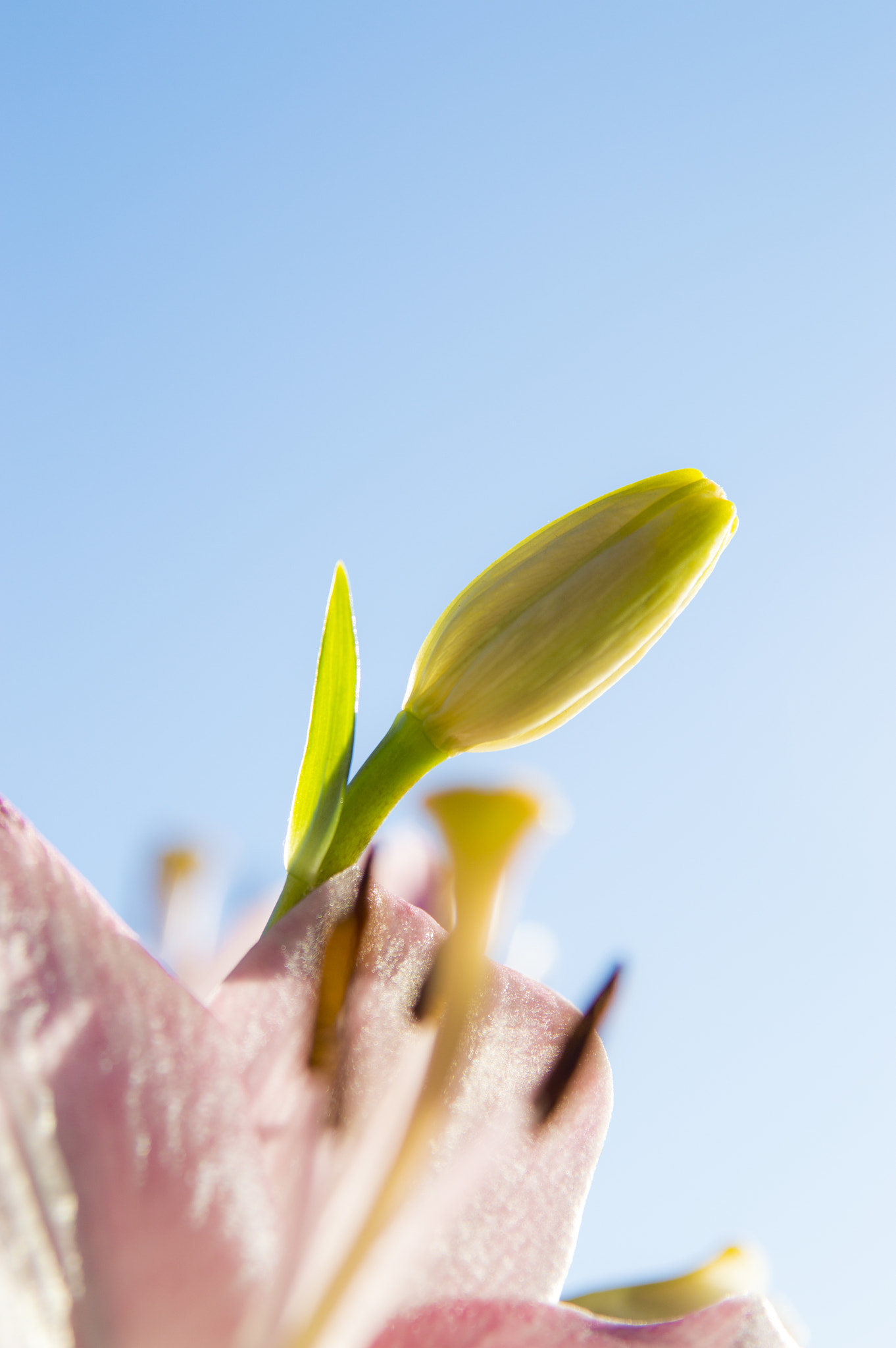 Nikon AF Nikkor 24-85mm F2.8-4D IF sample photo. Lillie bud photography