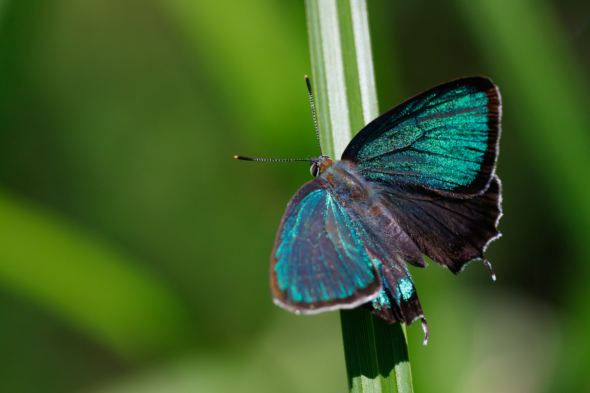 Sigma APO Macro 180mm F2.8 EX DG OS HSM sample photo. Neozephyrus japonicus photography
