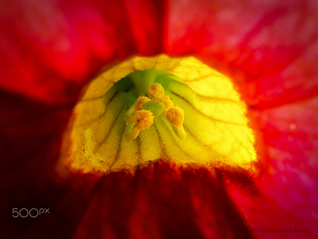 Olympus M.Zuiko Digital ED 60mm F2.8 Macro sample photo. In the heart of a flower photography