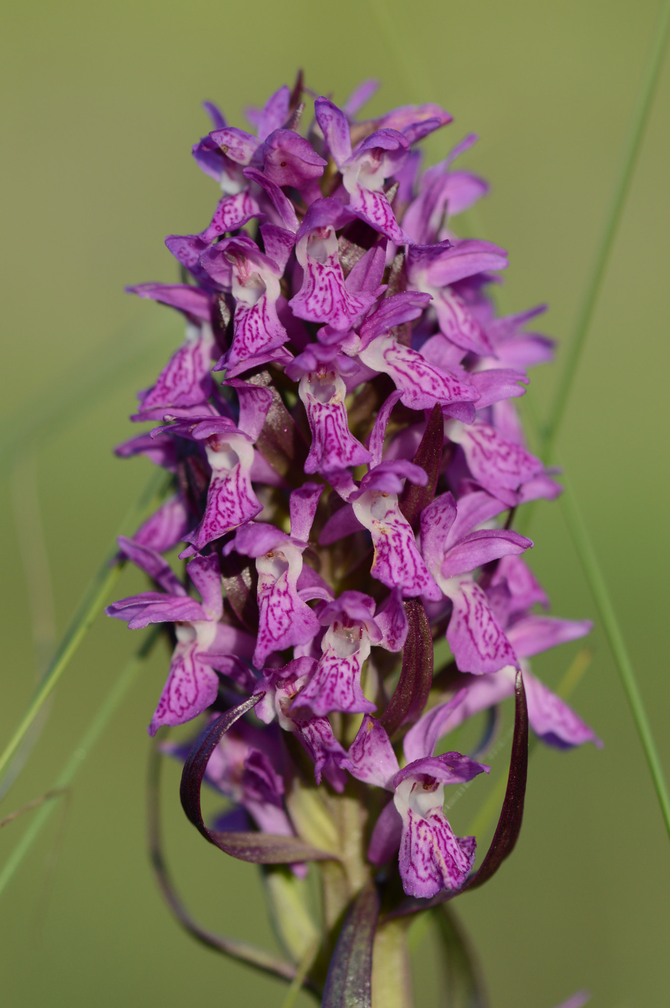 Nikon AF-S Micro-Nikkor 105mm F2.8G IF-ED VR sample photo. Dactylorhiza incarnata photography