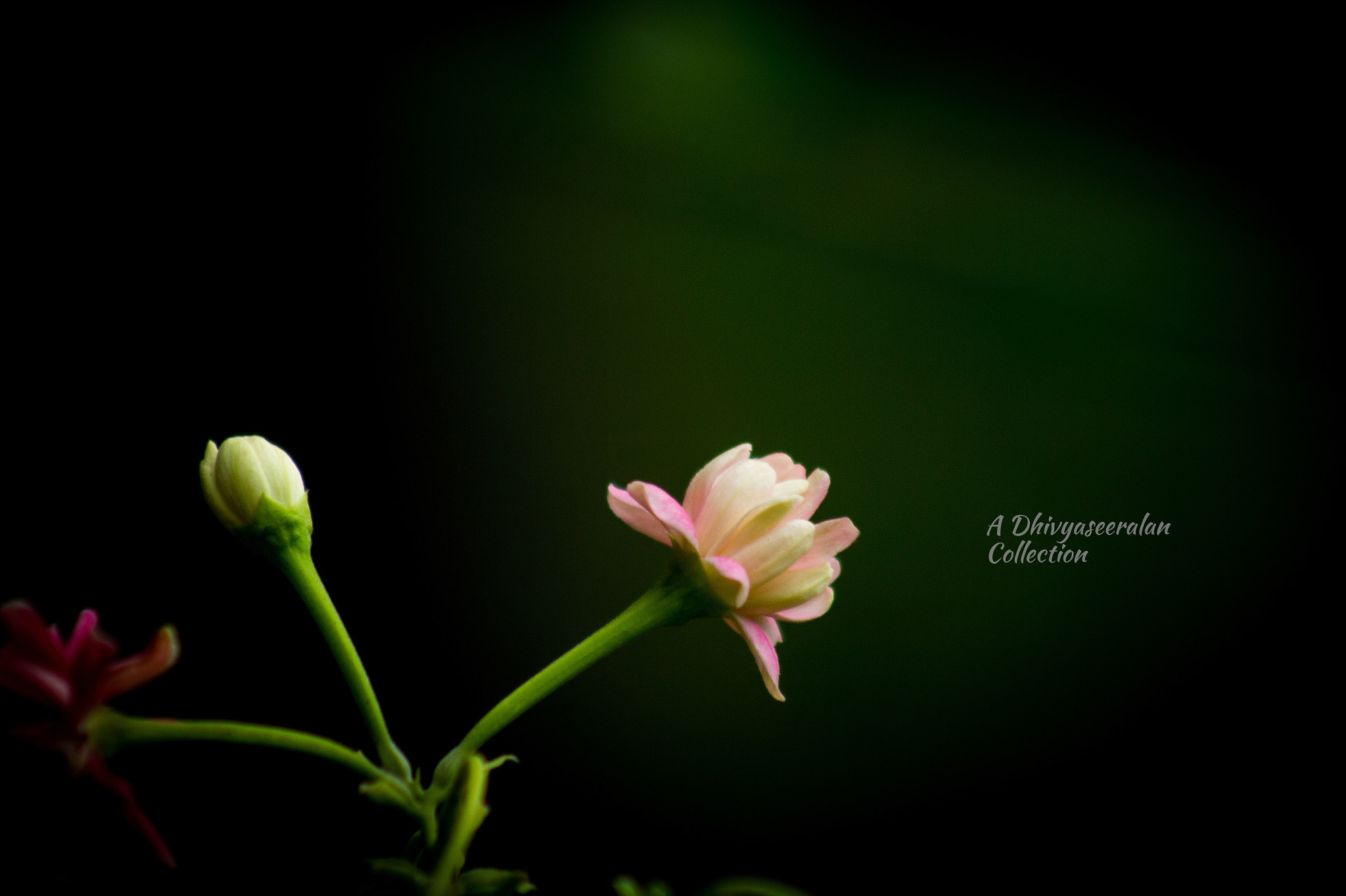 Canon EF 75-300mm f/4-5.6 USM sample photo. All nature:) photography