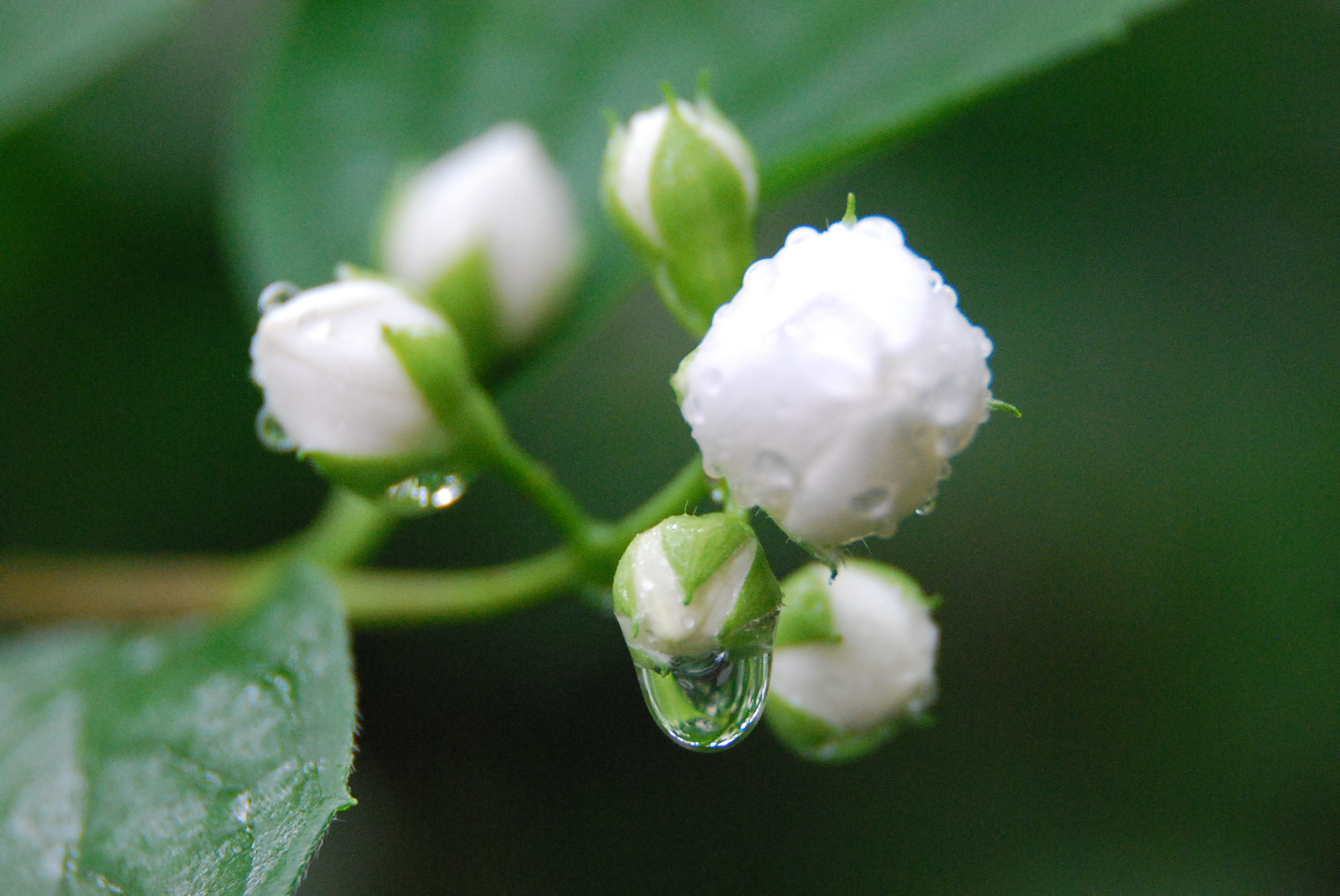 Nikon D40X sample photo. Untitled photography
