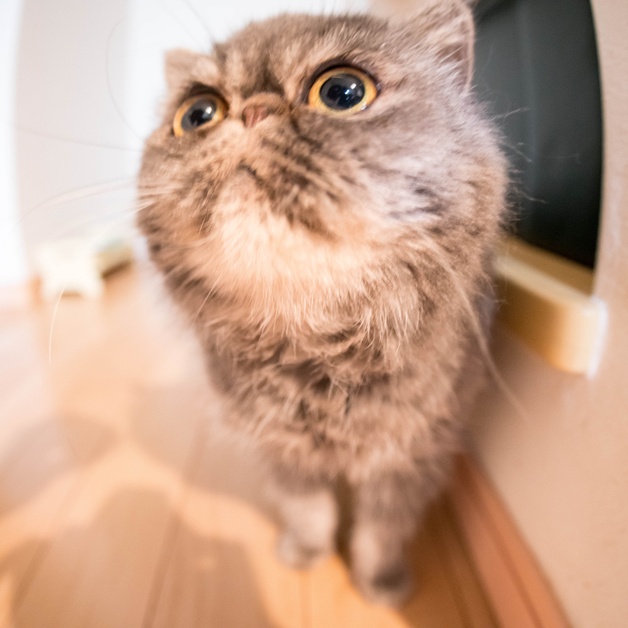 Sony 16mm F2.8 Fisheye sample photo. Fisheye cat photography