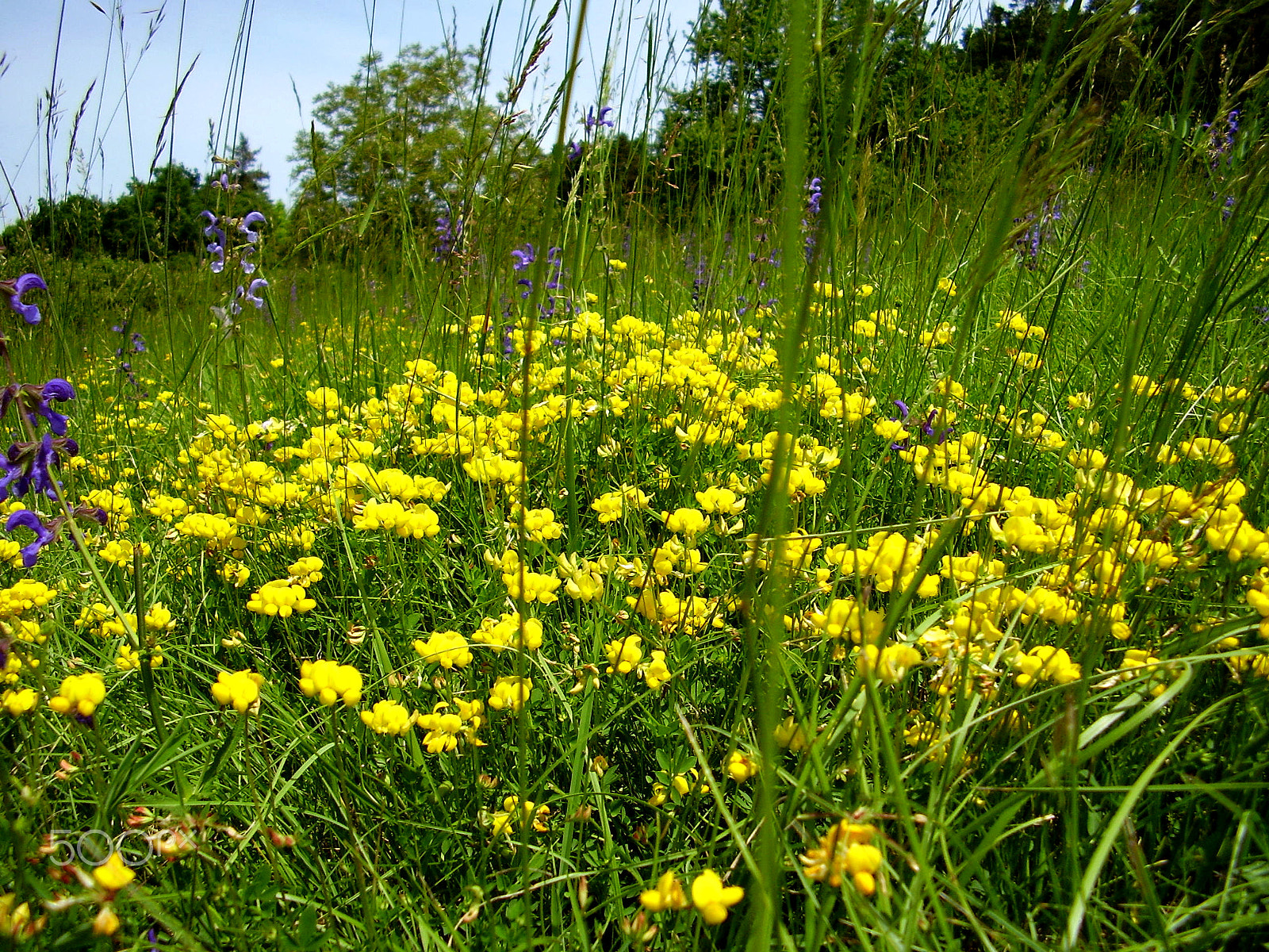 Olympus FE115,X715 sample photo. Birds-foot trefoil photography