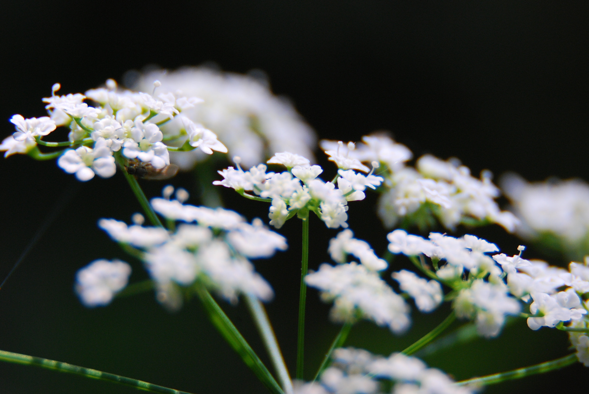 Nikon D40X sample photo. Untitled photography