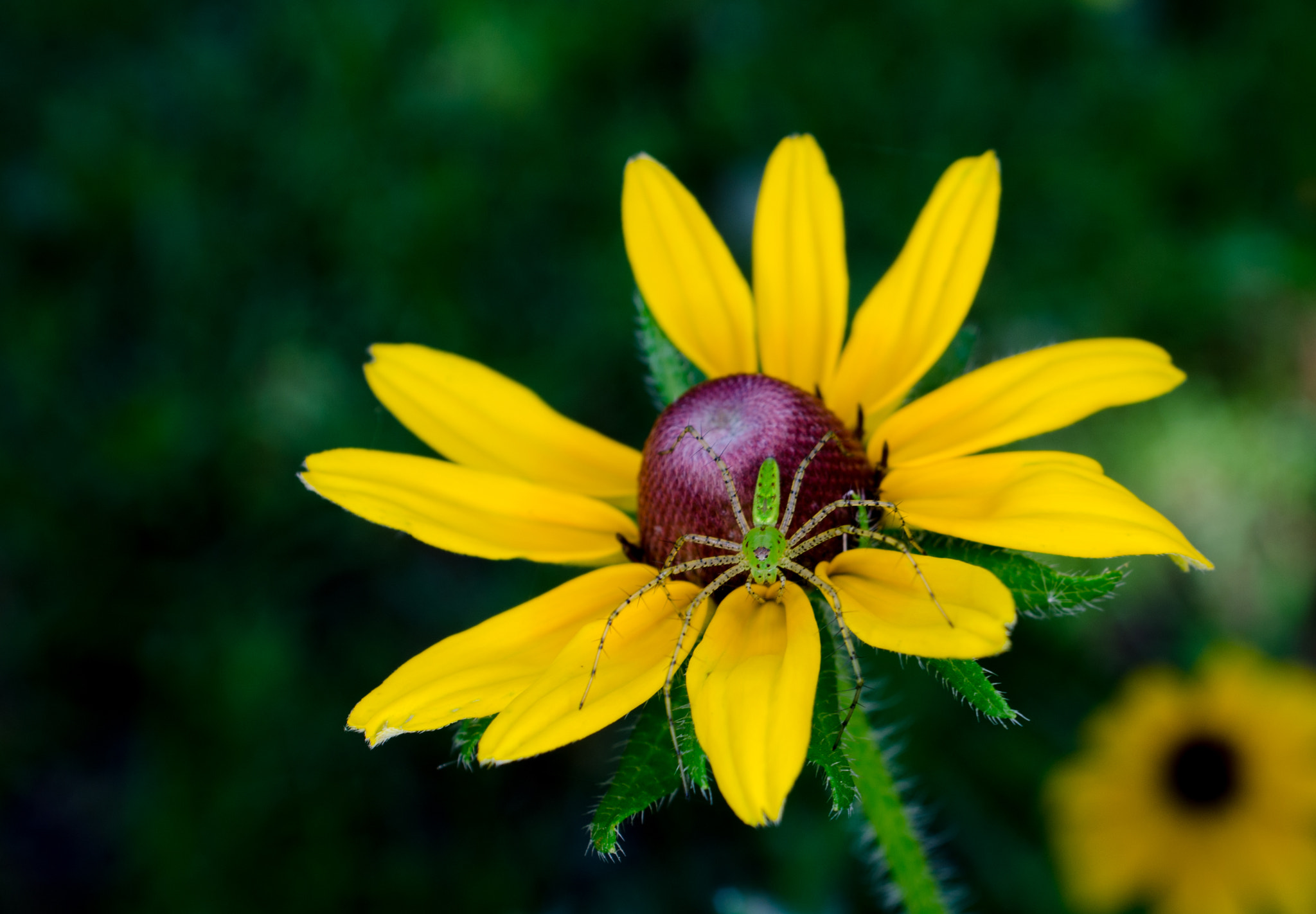 AF Zoom-Nikkor 28-85mm f/3.5-4.5 sample photo. Spider photography