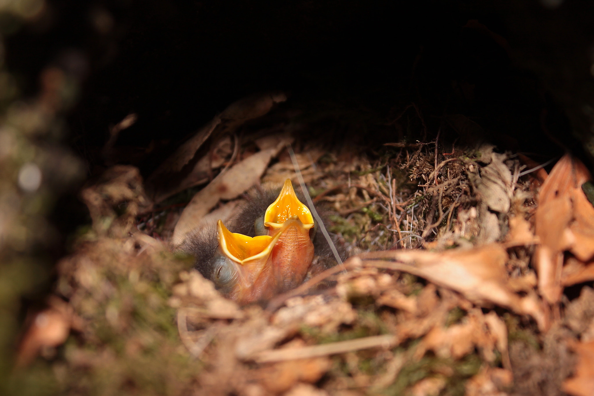 Canon EF-S 18-55mm F3.5-5.6 IS II sample photo. Uccellini photography