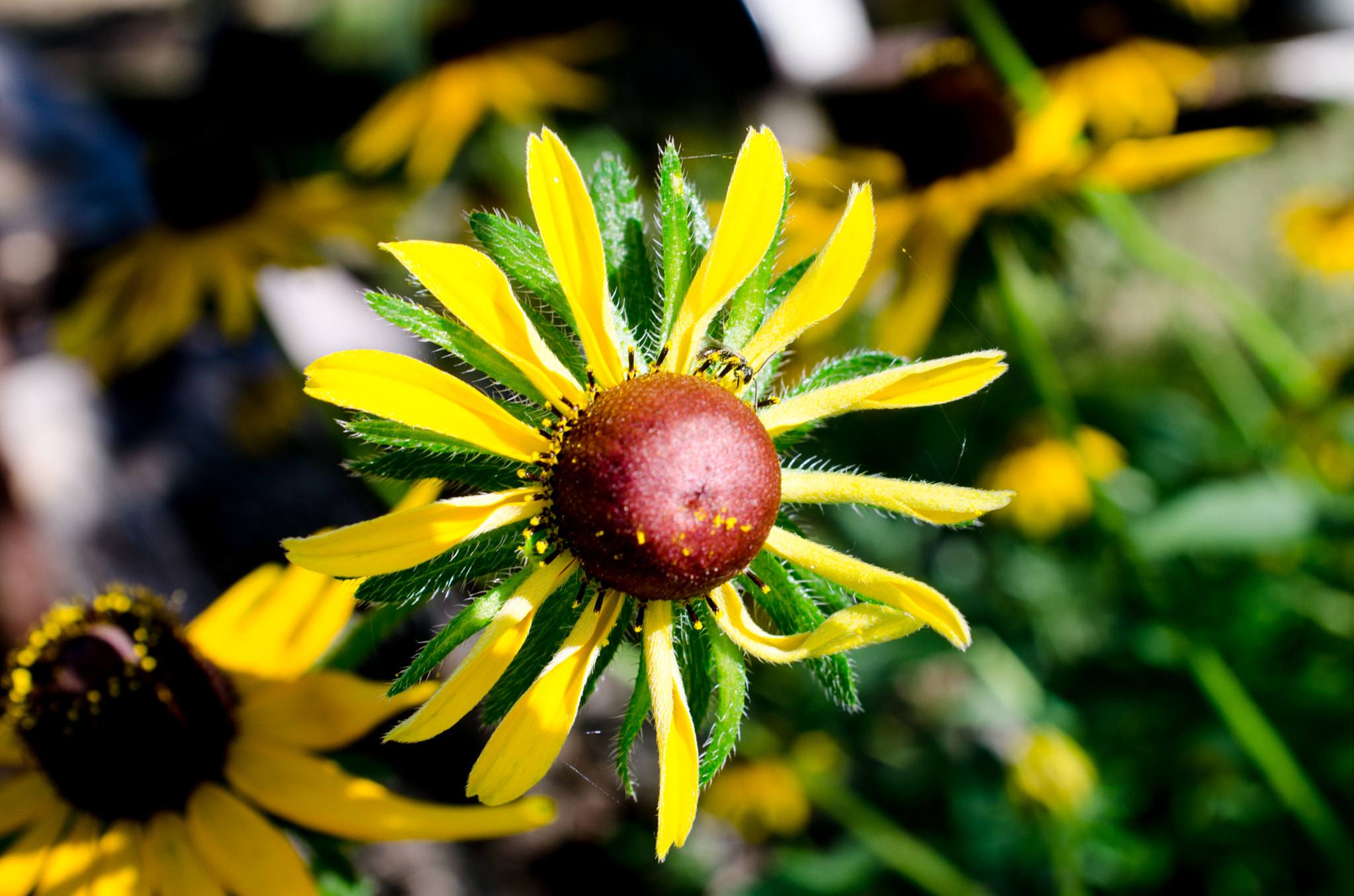 Nikon D7000 + AF Zoom-Nikkor 28-85mm f/3.5-4.5 sample photo. Macro photography