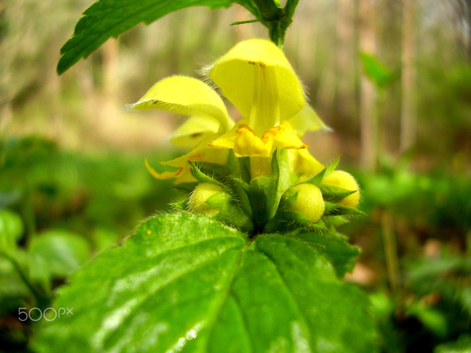 Olympus FE115,X715 sample photo. Dead-nettle or yellow archangel photography
