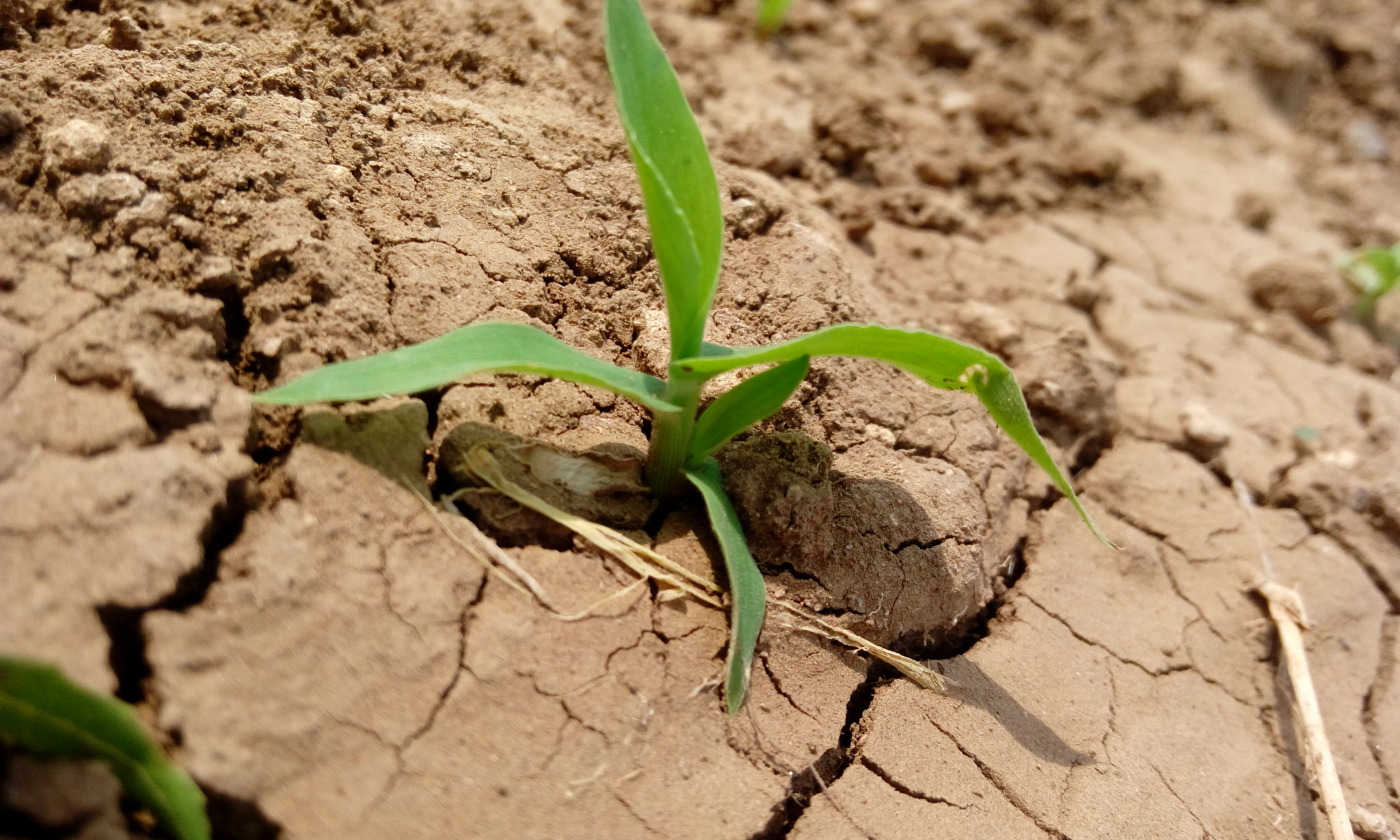HTC DESIRE 820G PLUS DUAL SIM sample photo. Grass photography