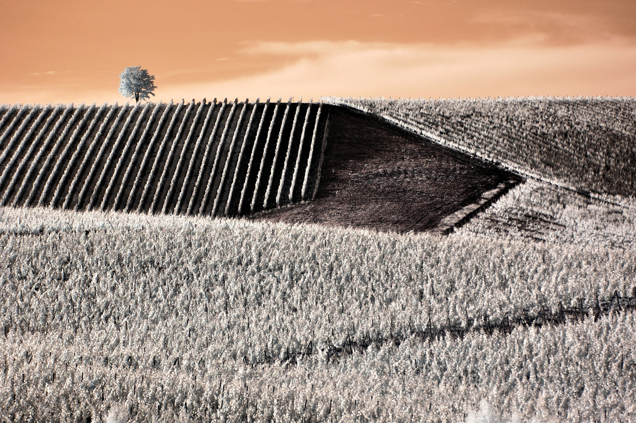 Nikon D70 sample photo. An ordinary day in tuscany photography