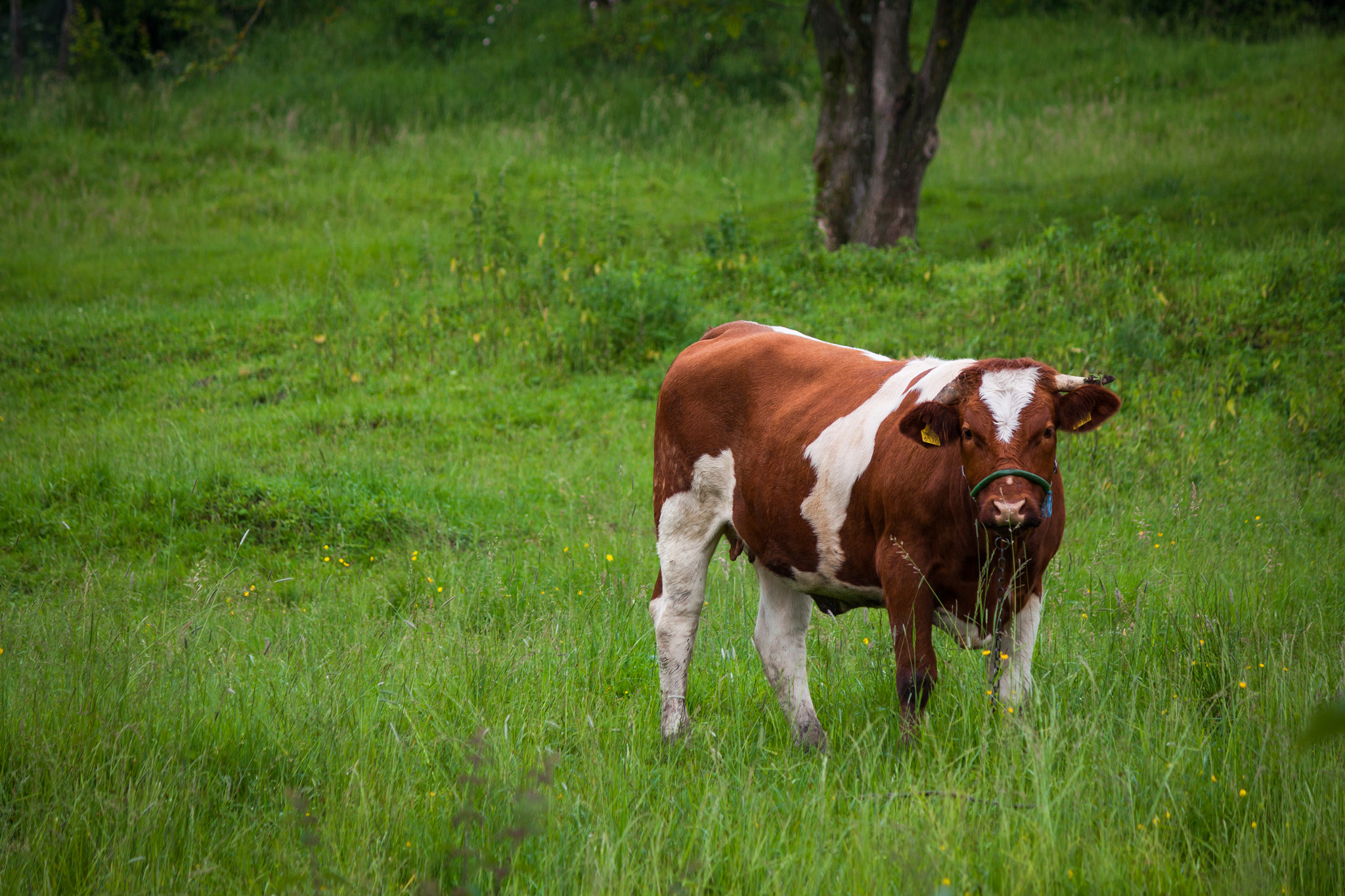 Canon EF-S 55-250mm F4-5.6 IS II sample photo. 'moo..' photography