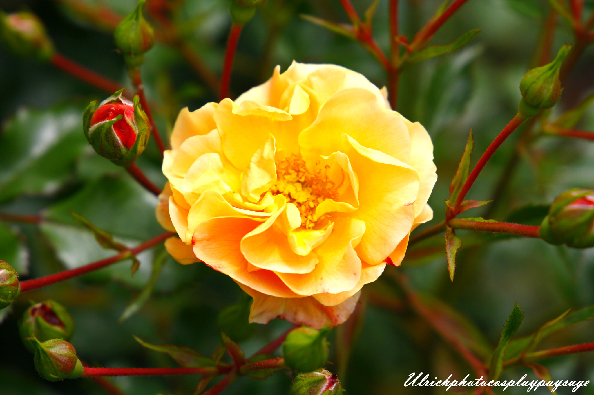 Canon EF 24-105mm F3.5-5.6 IS STM sample photo. Rose oranger photography