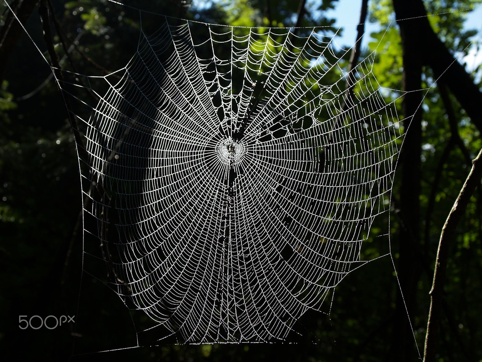 Olympus E-300 (EVOLT E-300) + Olympus Zuiko Digital ED 14-42mm F3.5-5.6 sample photo. A dew covered spiders web in the forest. photography