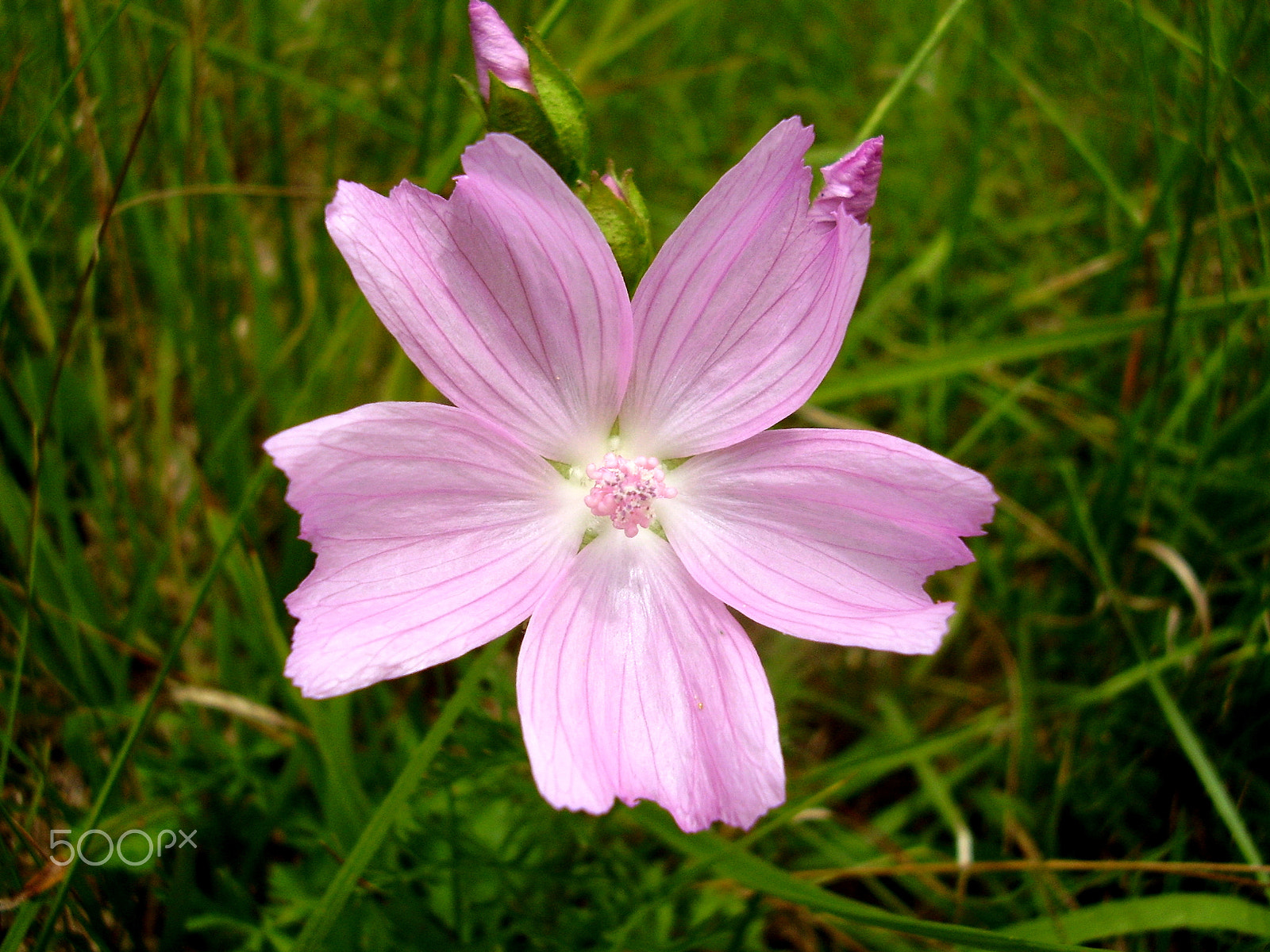 Olympus FE115,X715 sample photo. Musk-mallow photography