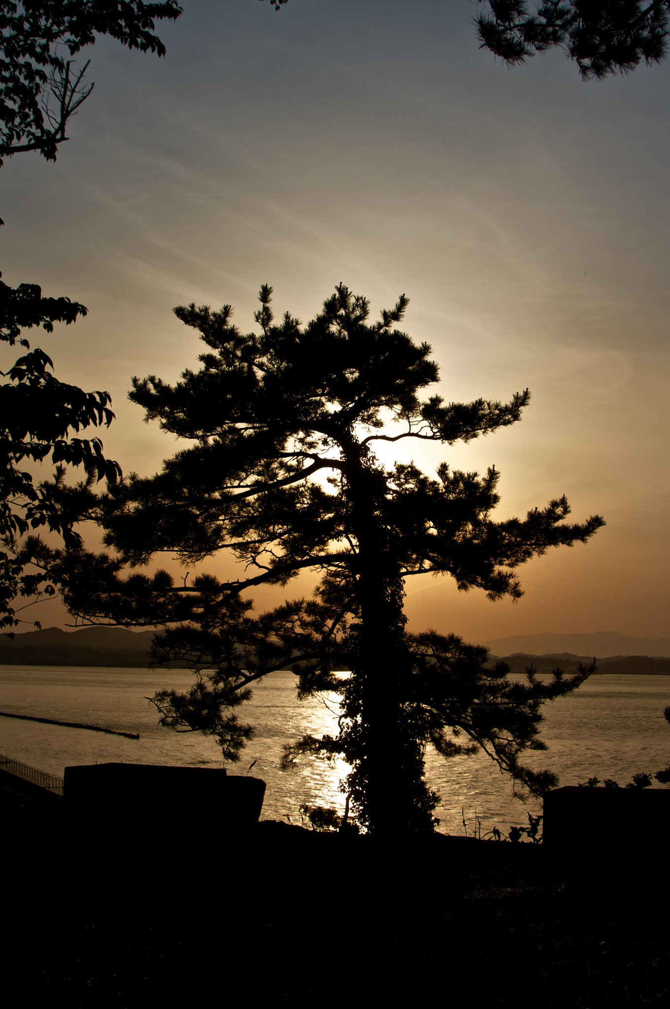 Pentax K-x sample photo. Sunset pine photography