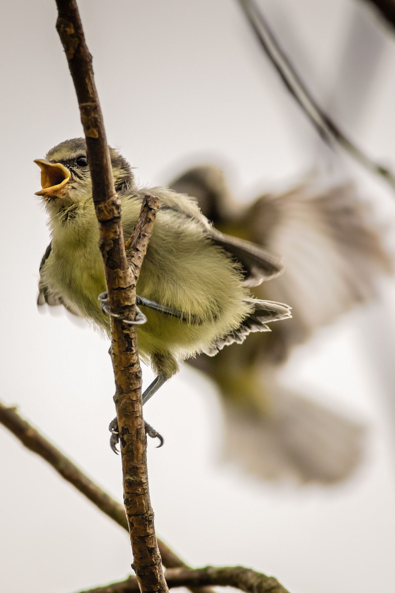 Canon EOS 7D Mark II + Canon EF 400mm F5.6L USM sample photo. Behind you.jpg photography