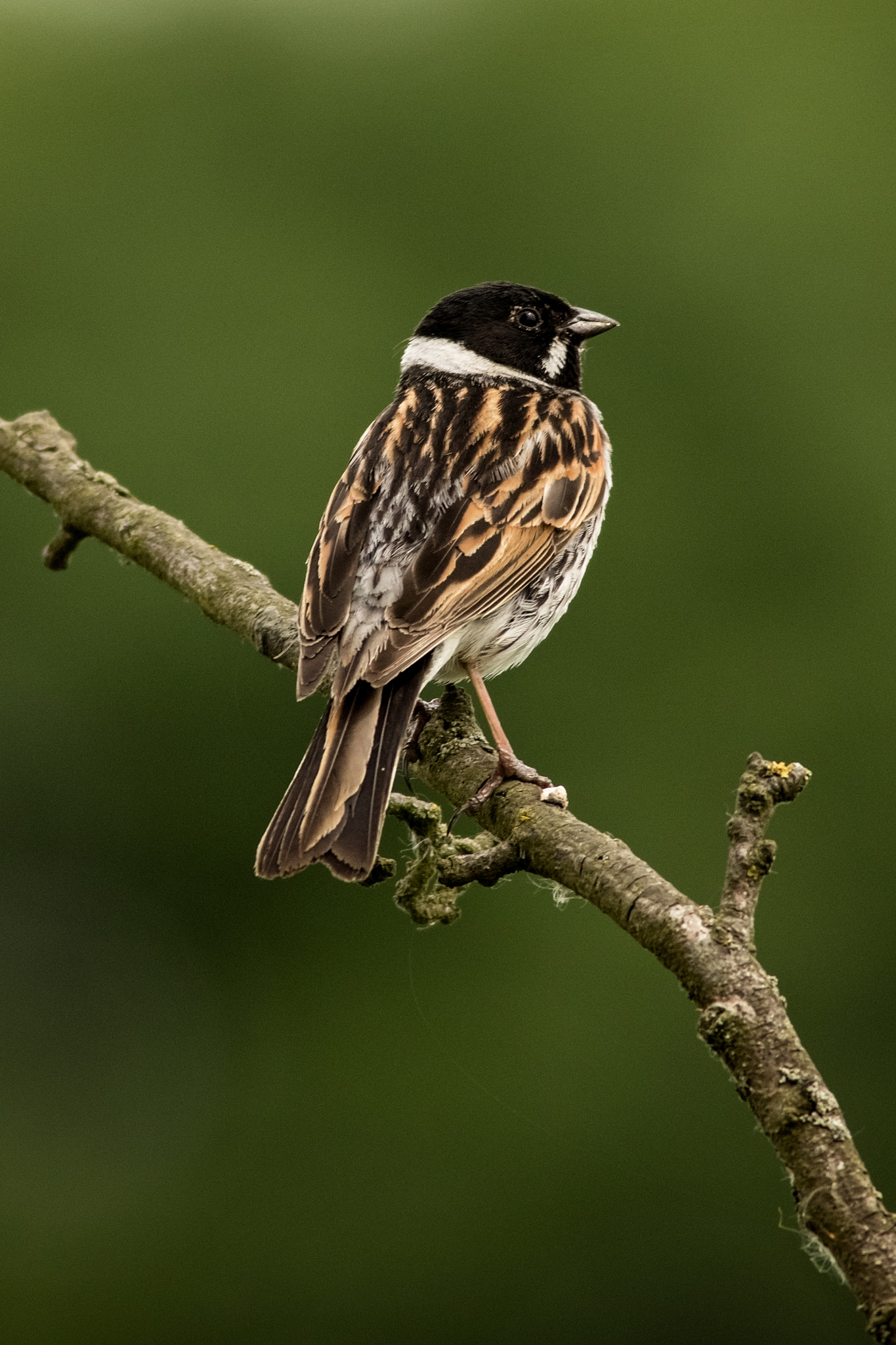 Canon EF 400mm F5.6L USM sample photo. Bunting on the branch.jpg photography