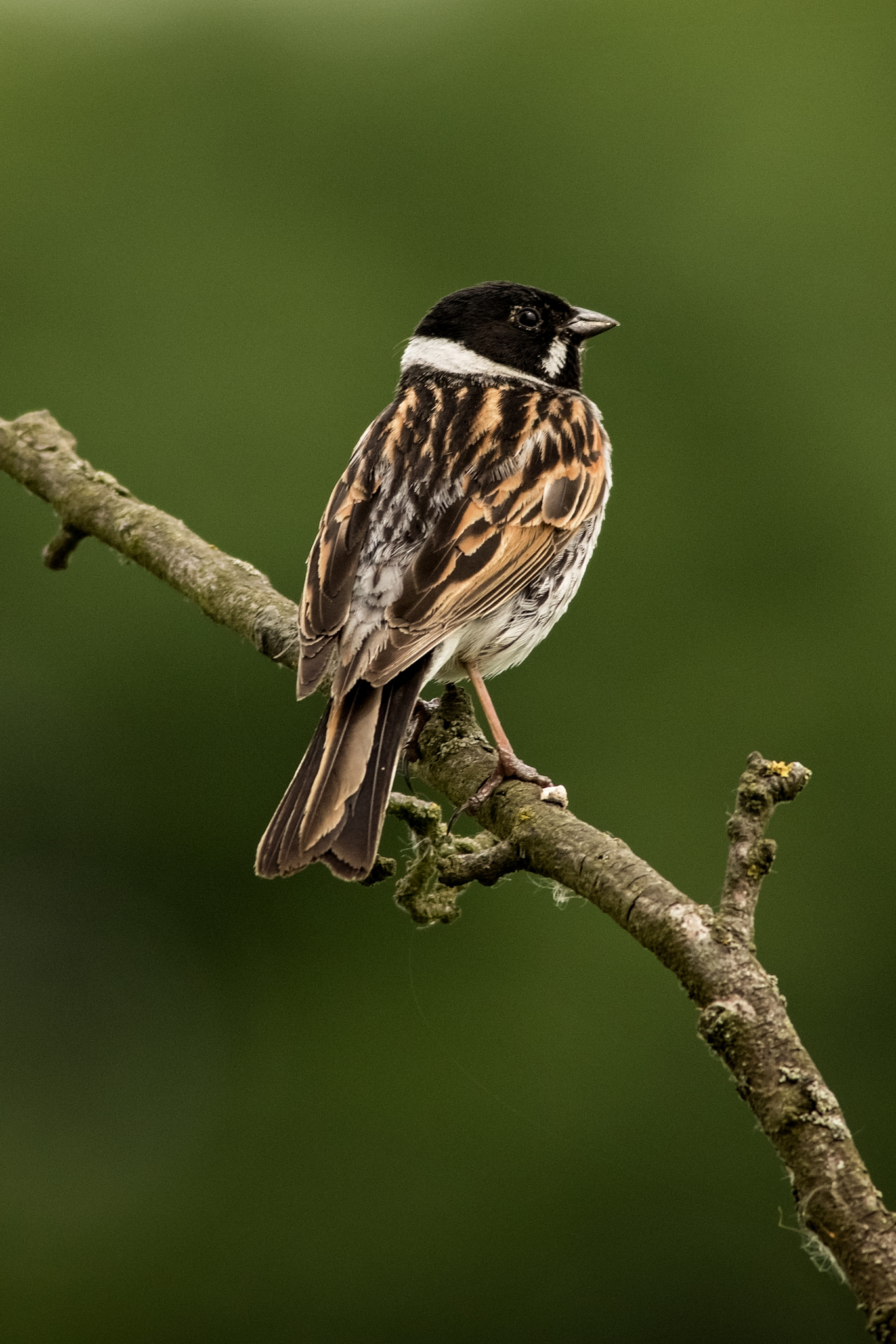 Canon EOS 7D Mark II + Canon EF 400mm F5.6L USM sample photo. Bunting on the branch.jpg photography