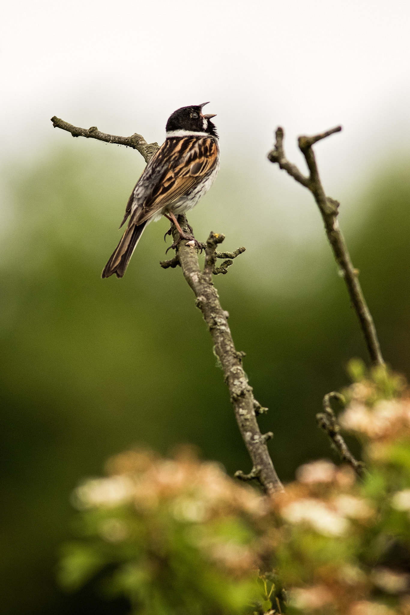 Canon EF 400mm F5.6L USM sample photo. Dawn chorus.jpg photography