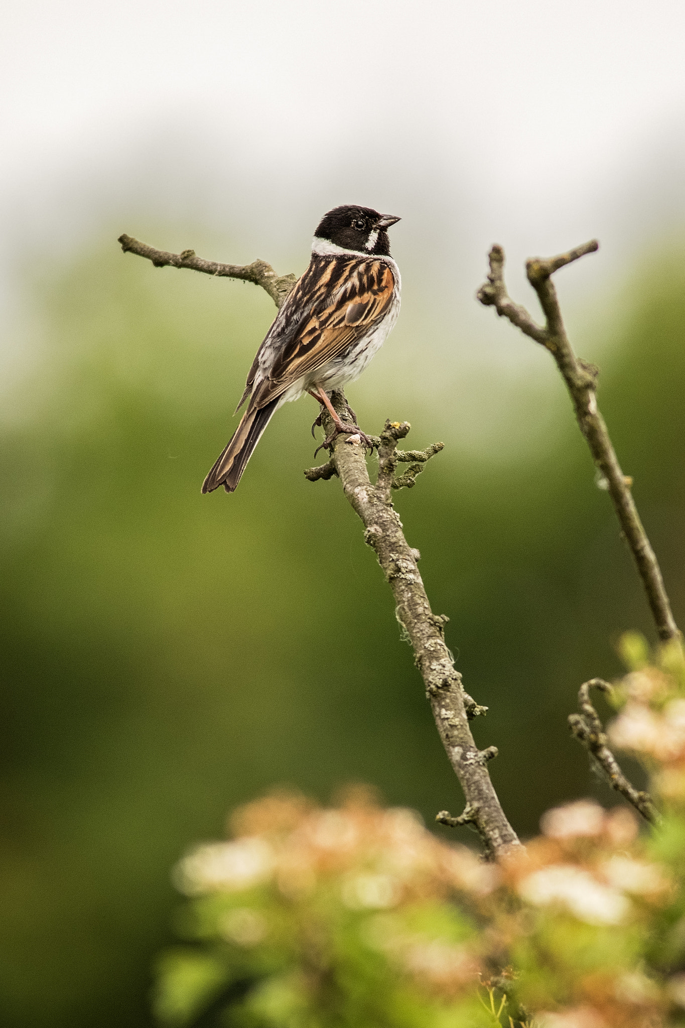 Canon EF 400mm F5.6L USM sample photo. Silent moment.jpg photography