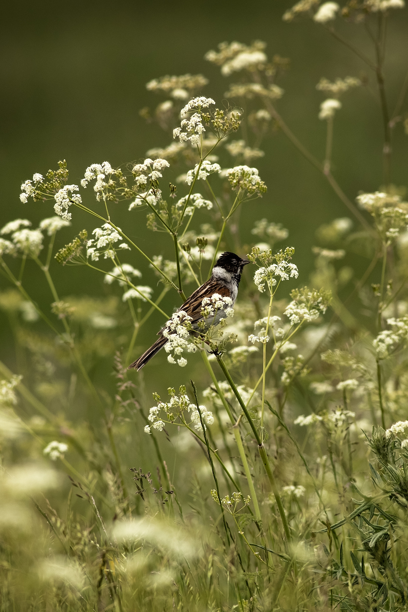 Canon EOS 7D Mark II + Canon EF 400mm F5.6L USM sample photo. Floral.jpg photography