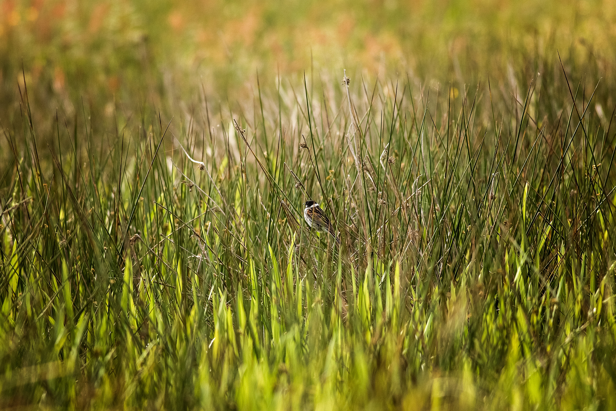 Canon EOS 7D Mark II + Canon EF 400mm F5.6L USM sample photo. In there somewhere.jpg photography