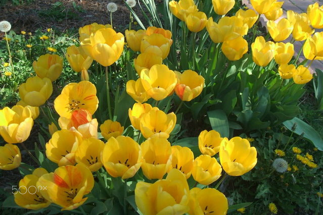 Fujifilm FinePix A500 sample photo. Yellow tulips karma photography