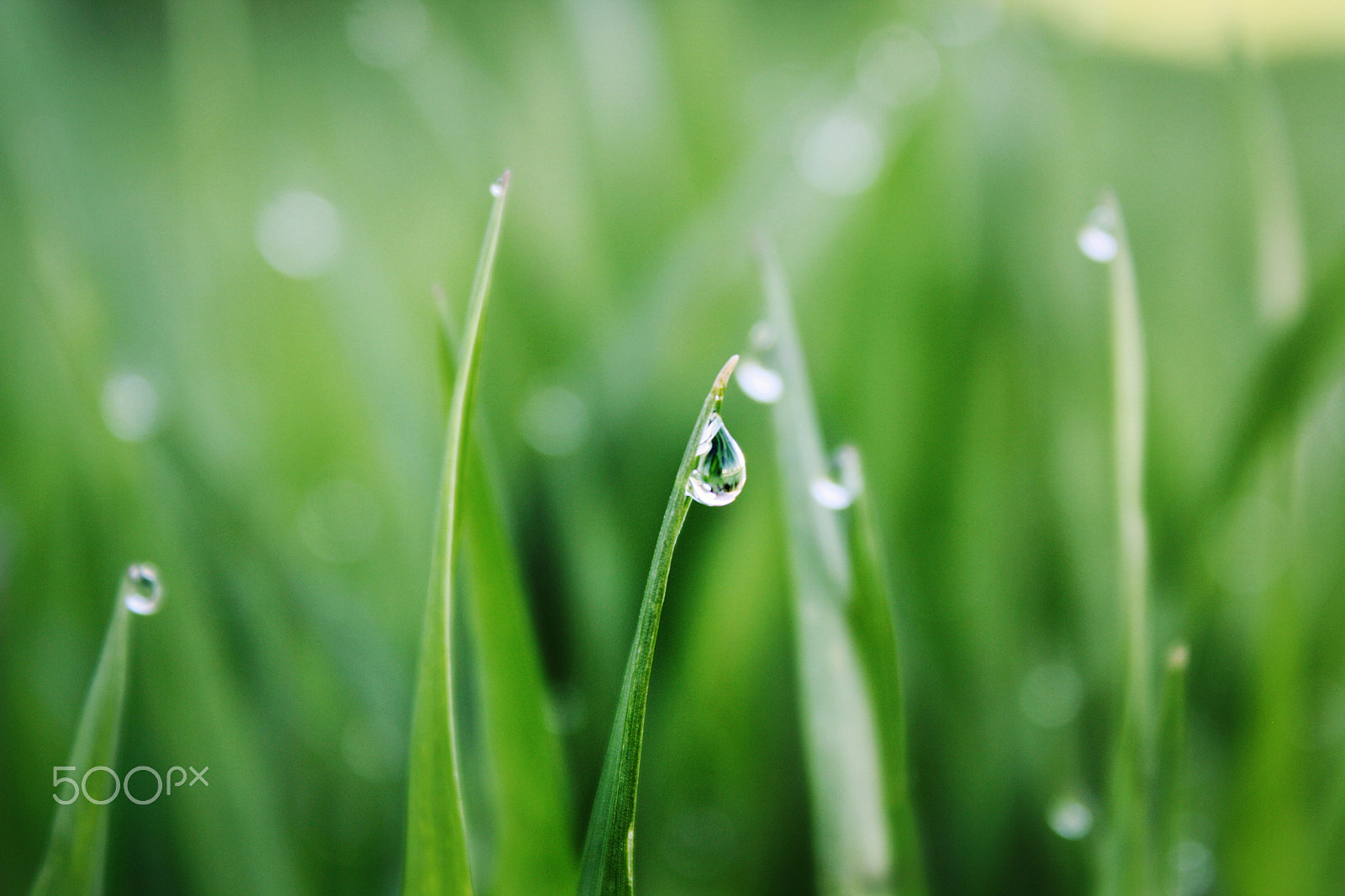 Canon EOS 1000D (EOS Digital Rebel XS / EOS Kiss F) sample photo. In the morning photography