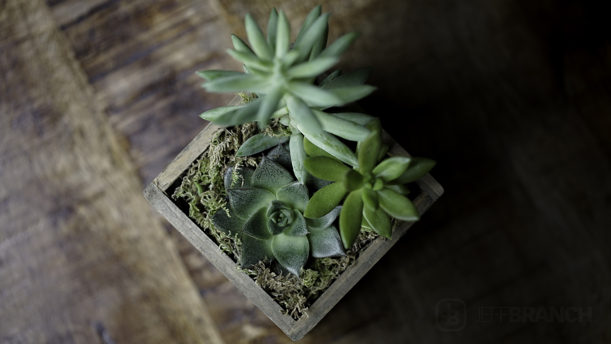 100mm F2.8 OSS sample photo. Succulent photography