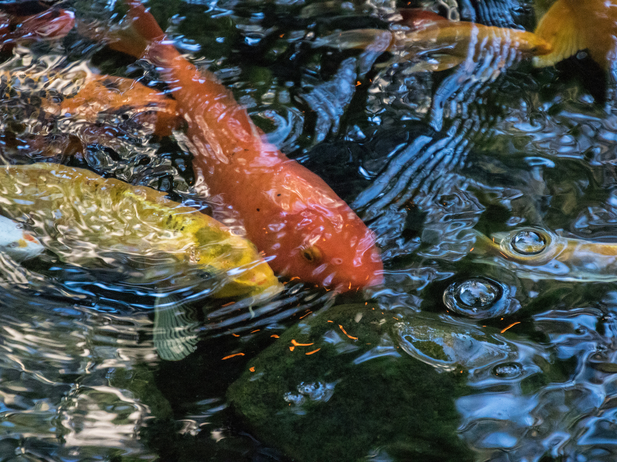 Canon EOS 760D (EOS Rebel T6s / EOS 8000D) sample photo. Bubbles and ripples photography