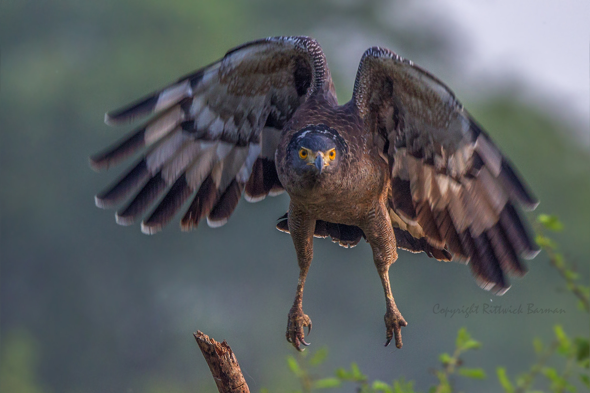 Canon EOS-1D Mark IV + Canon EF 500mm F4L IS II USM sample photo. Crested serpent eagle take off photography