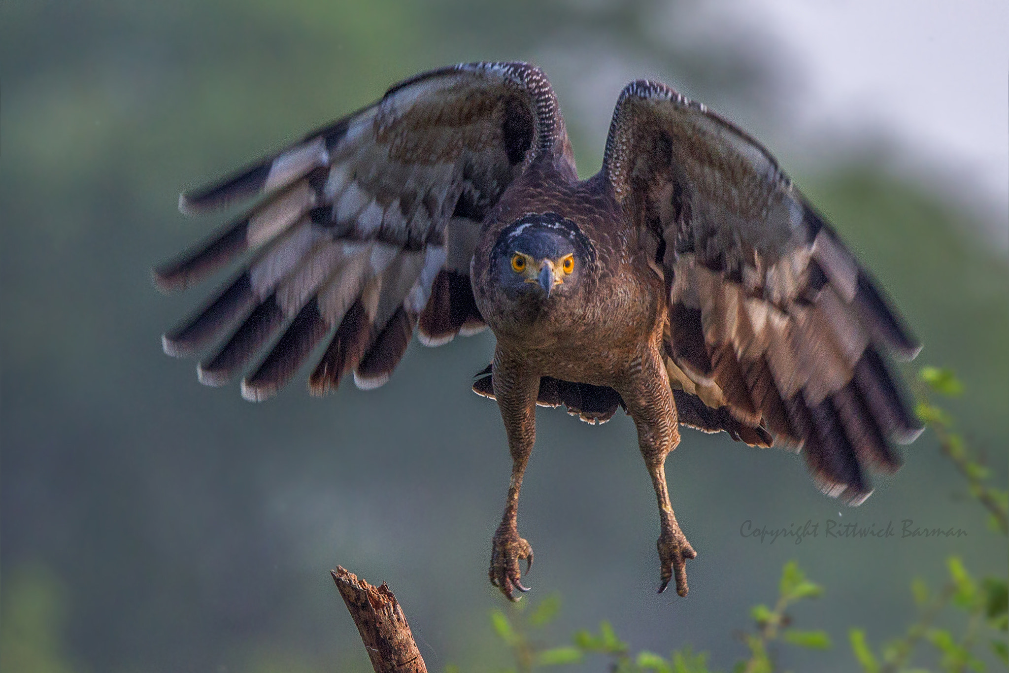 Canon EF 500mm F4L IS II USM sample photo. Crested serpent eagle take off photography