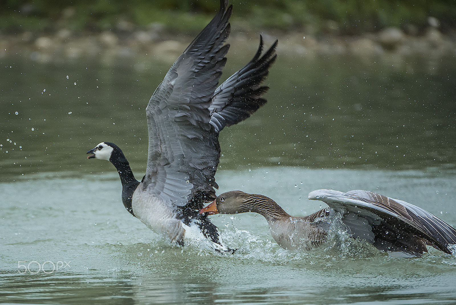 Nikon AF-S Nikkor 200-400mm F4G ED-IF VR sample photo. Greylag goose/barnacle goose photography