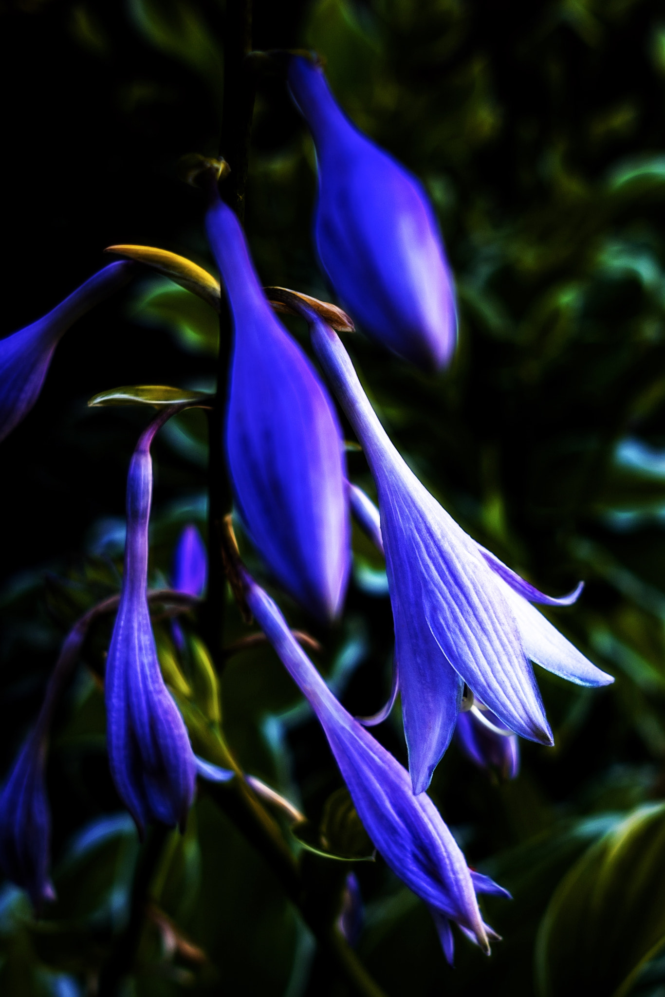 Sony a7R II + Sigma 19mm F2.8 EX DN sample photo. Varigated hosta bloom photography