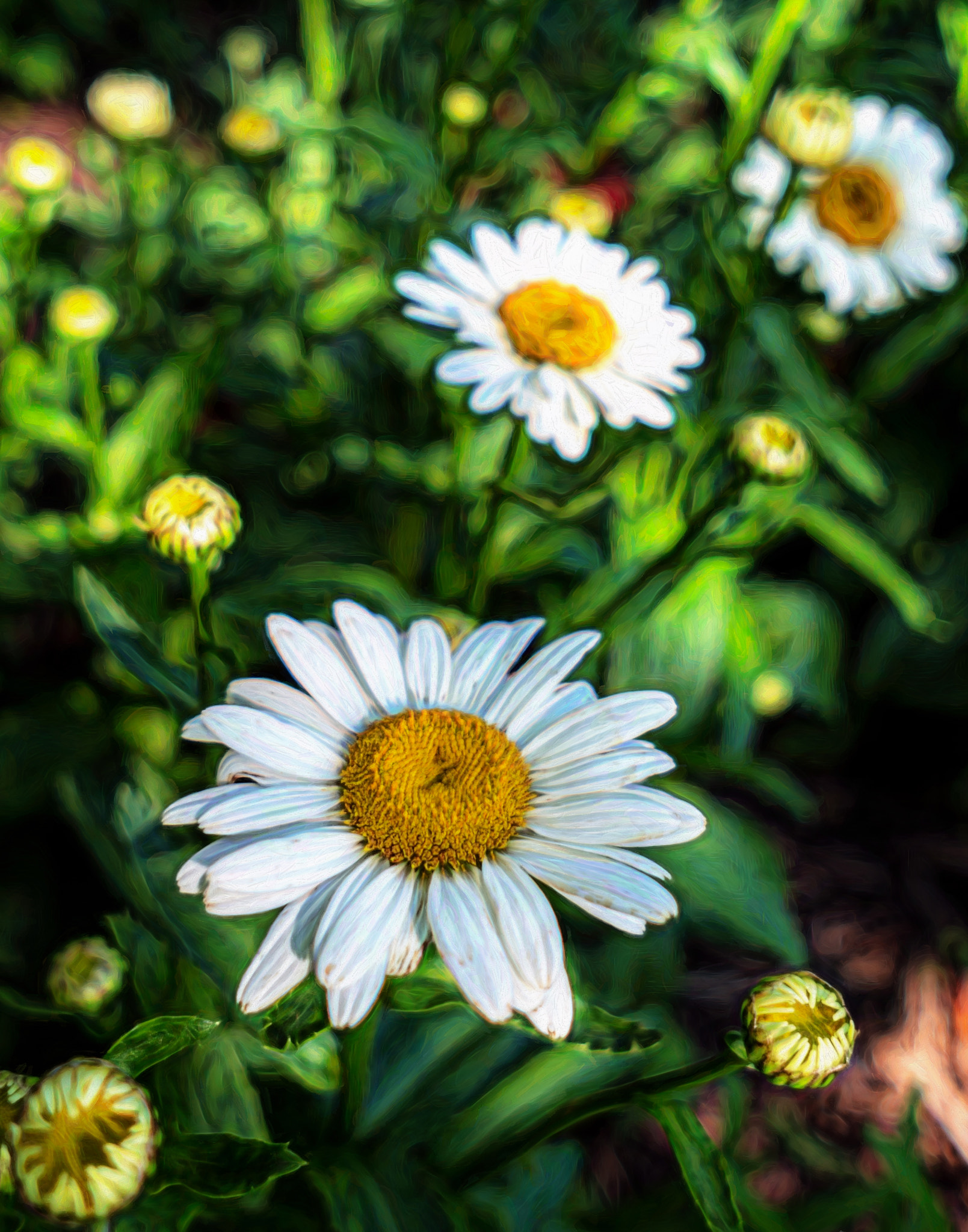 Sony a7R II + Sigma 19mm F2.8 EX DN sample photo. Shasta daisy photography